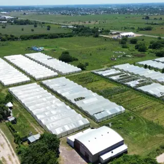CAMPO 6,5 HAS