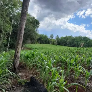 VENTA DE HECTAREAS CERRO CORÁ MISIONES.